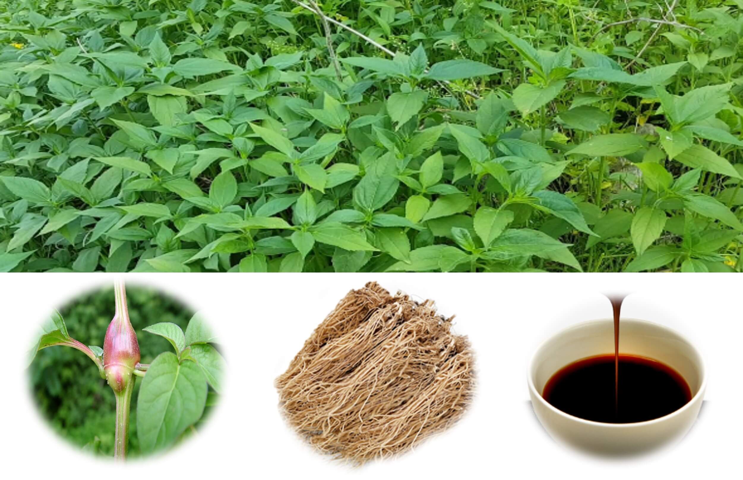 우슬, 건조우슬, 우슬초, 우슬즙