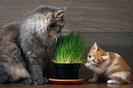 고양이 풀을 먹는 고양이.