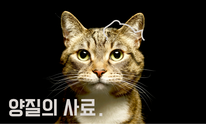 고양이-노화