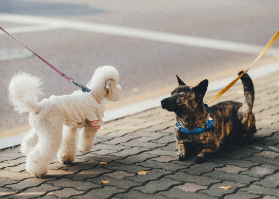 강아지가 산책시 주저앉는 이유