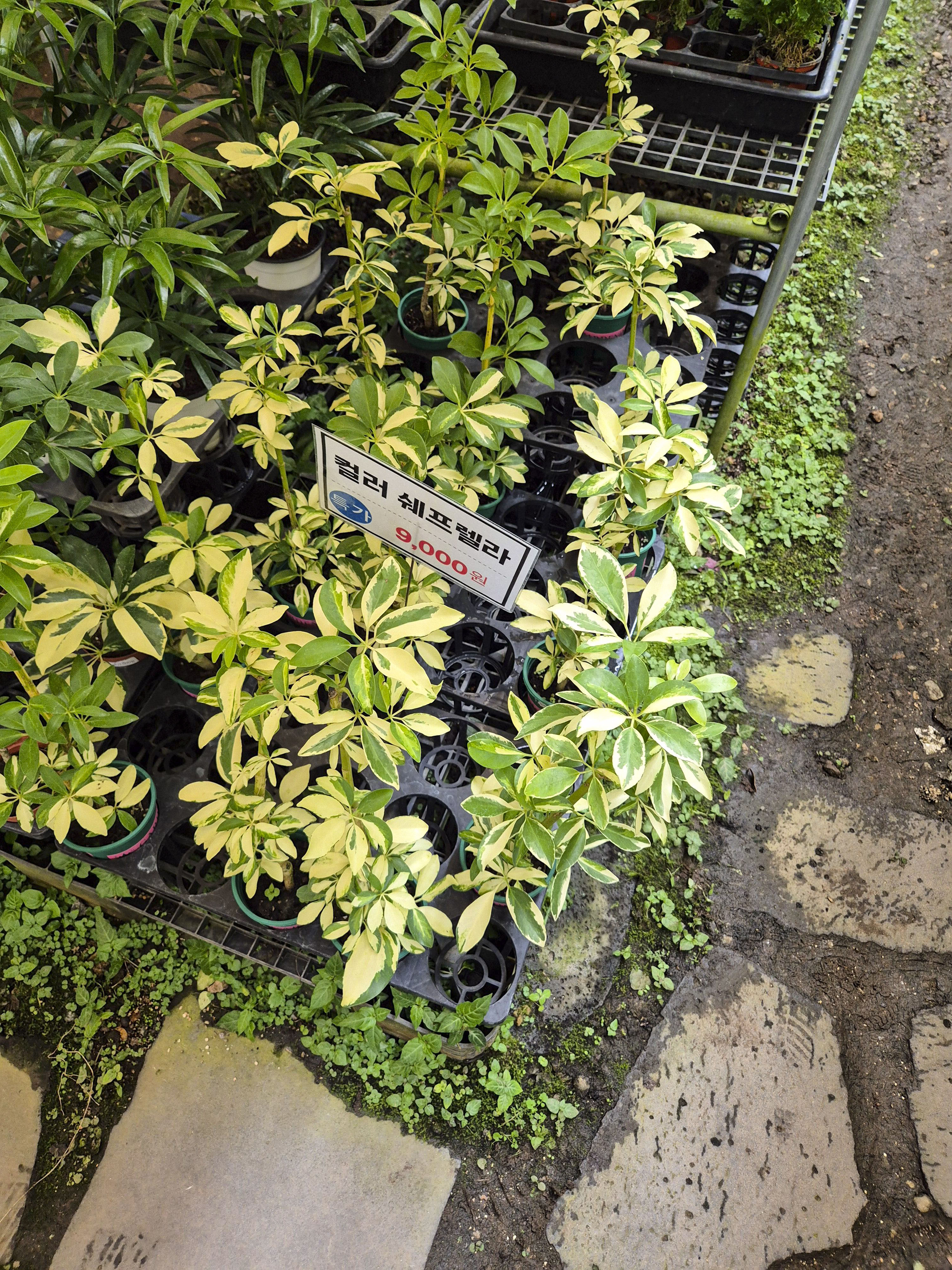 보기만 해도 기분 좋아지는 컬러 쉐프렐라 식물