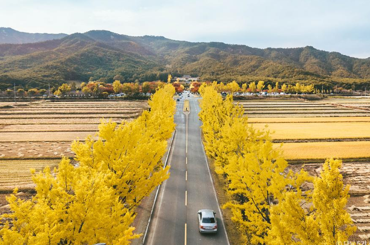 경주 단풍1