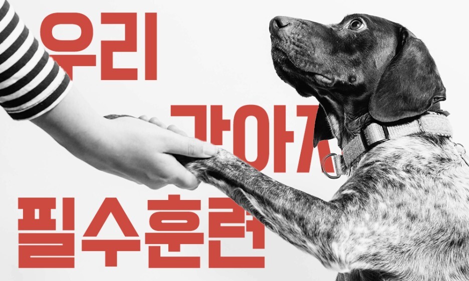 강아지 필수훈련
