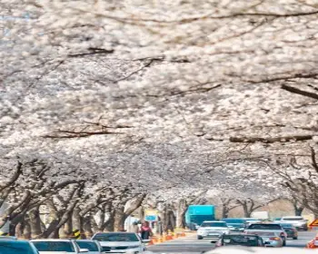대청호 벚꽃축제_5