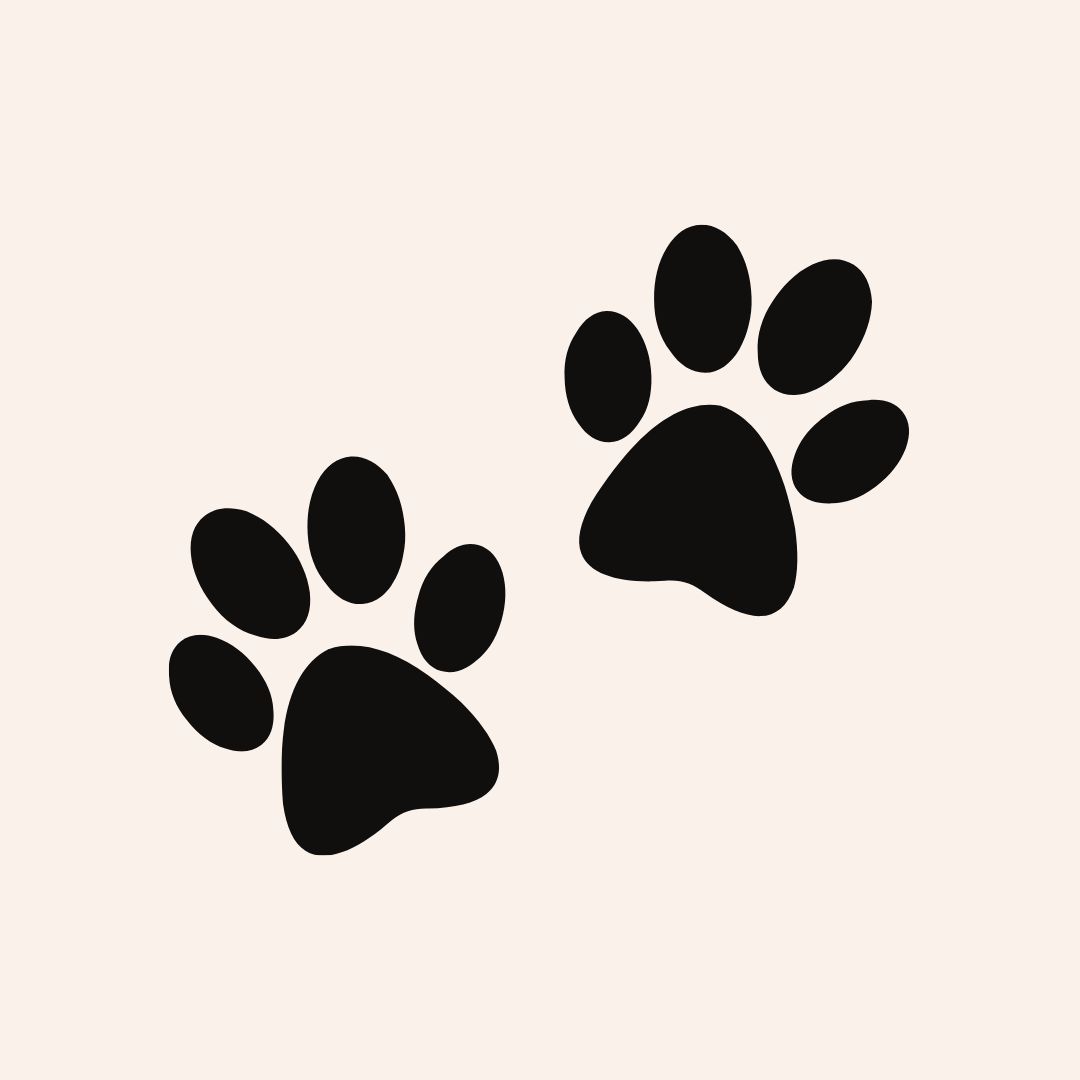 용인/새로운/인기/핫플/용/자작나/숲