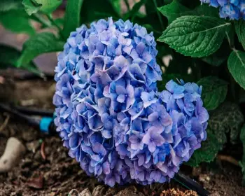 공주 수국축제_31