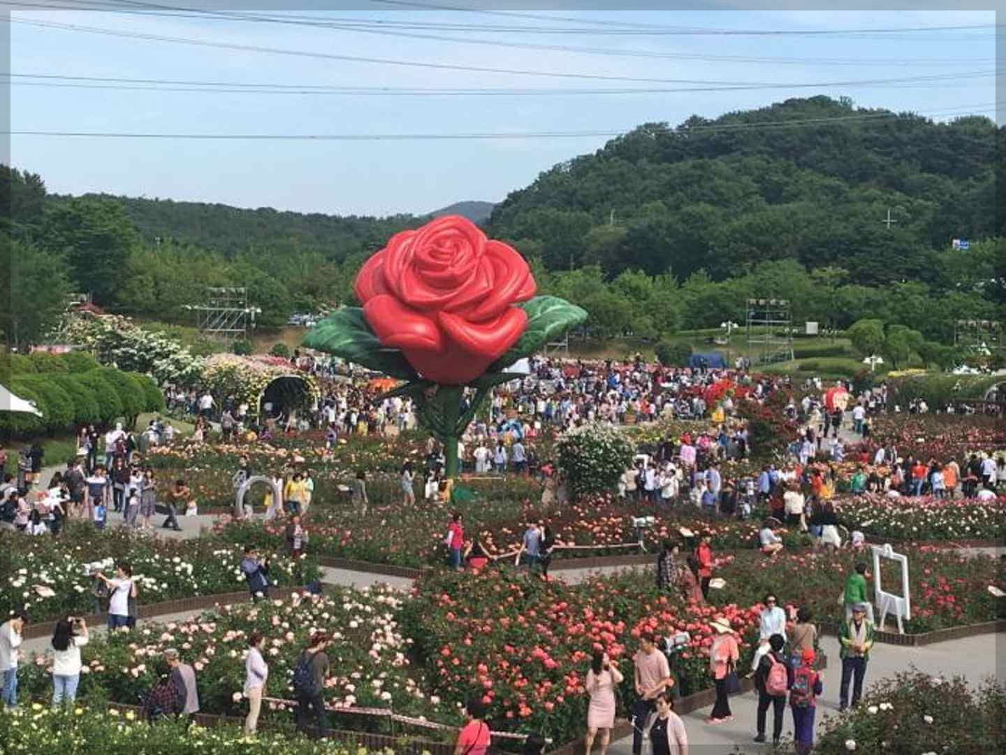 울산대공원 장미축제 가는길 일정 입장료 [총정리]