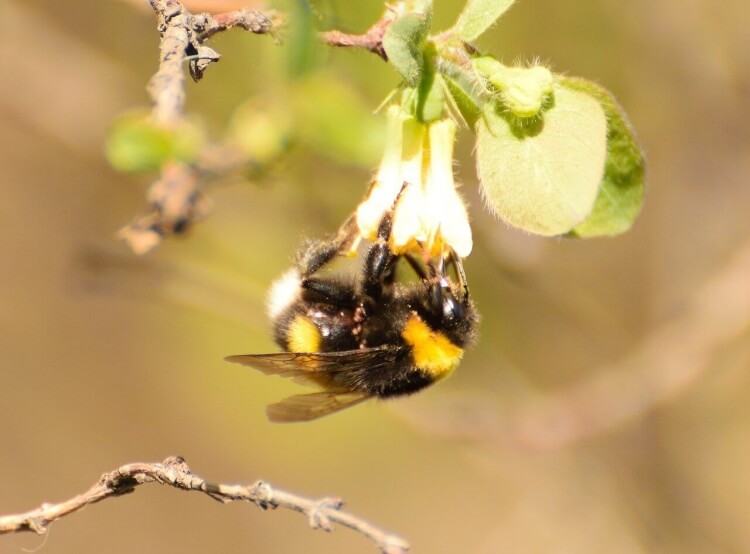 꽃의-꿀을-빨고있는-벌