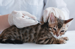 백신 접종을 받고 있는 고양이