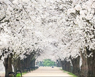 여의도 벚꽃축제 일정