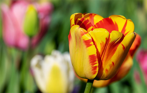 꽃 장식과 함께한 임자도