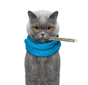 감기를 자연 치유하고 싶은 고양이.