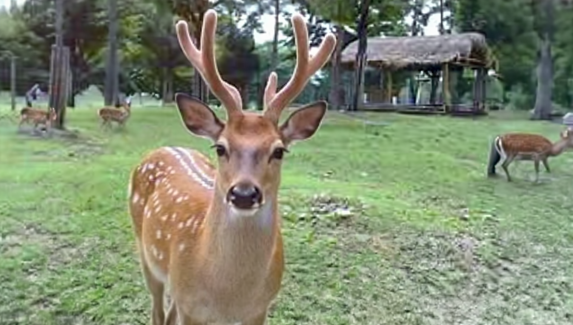 서울숲 공원에서 카메라를 응시하는 꽃사슴의 모습. 뒤로는 초가 지붕 정자와 여러 마리 사슴이 평화롭게 풀을 뜯고 있는 장면.
