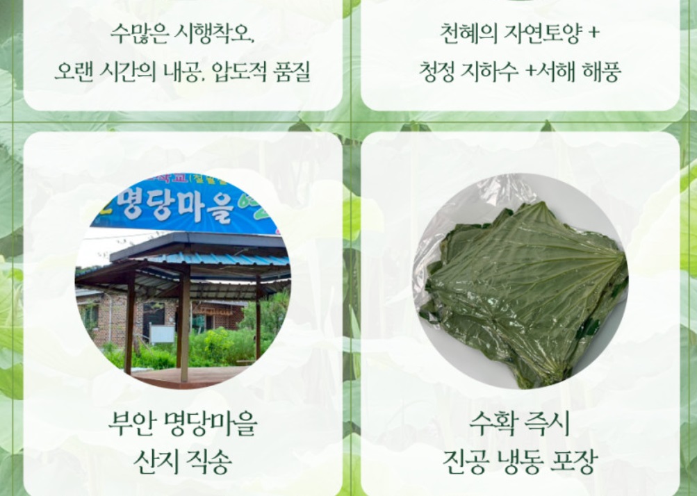 지금연잎이잘익었을때입니다-부안-연잎