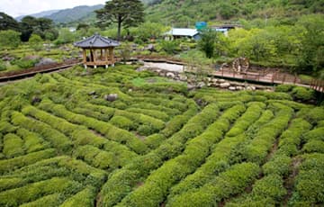 [5월 축제]2025 하동야생차문화축제❘기간, 일정, 체험 프로그램, 공연 정리