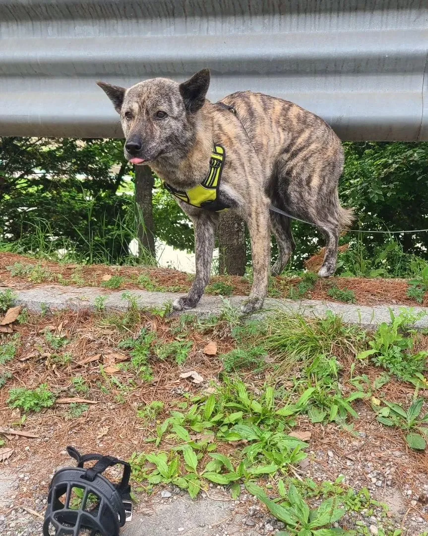 모찌 시한부 견주