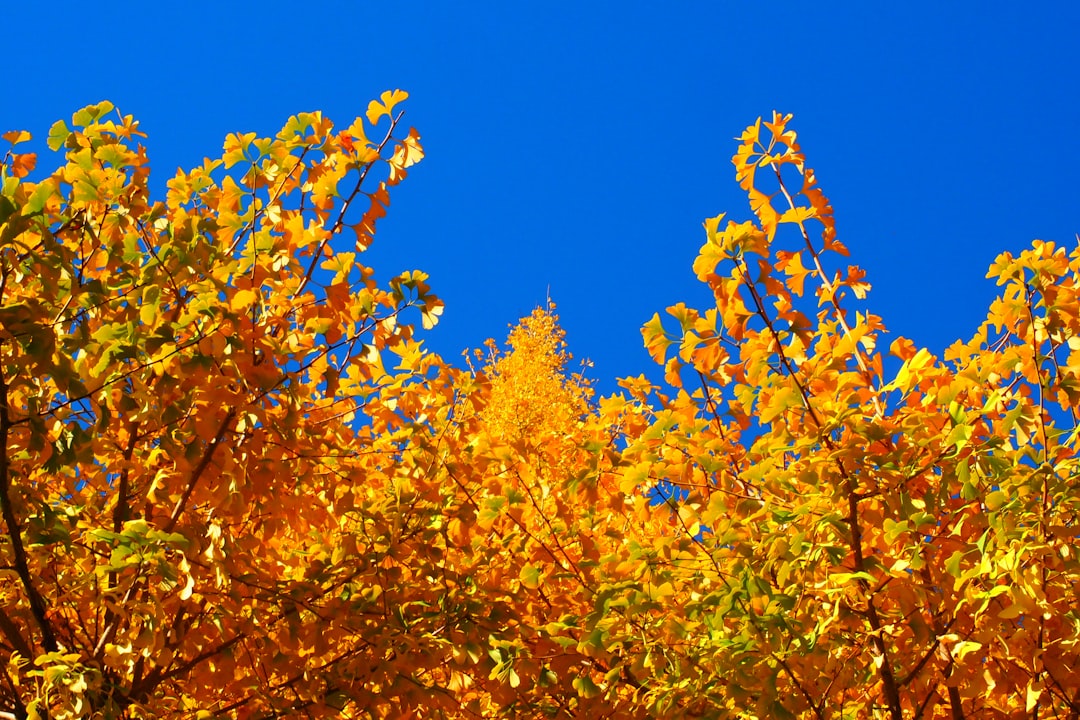 Ginkgo