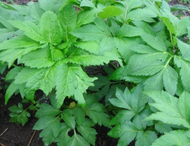 6시 내고향 강원도 인제 고랭지 ‘요세비농장’ 누리대 주문방법, 효능, 먹는방법