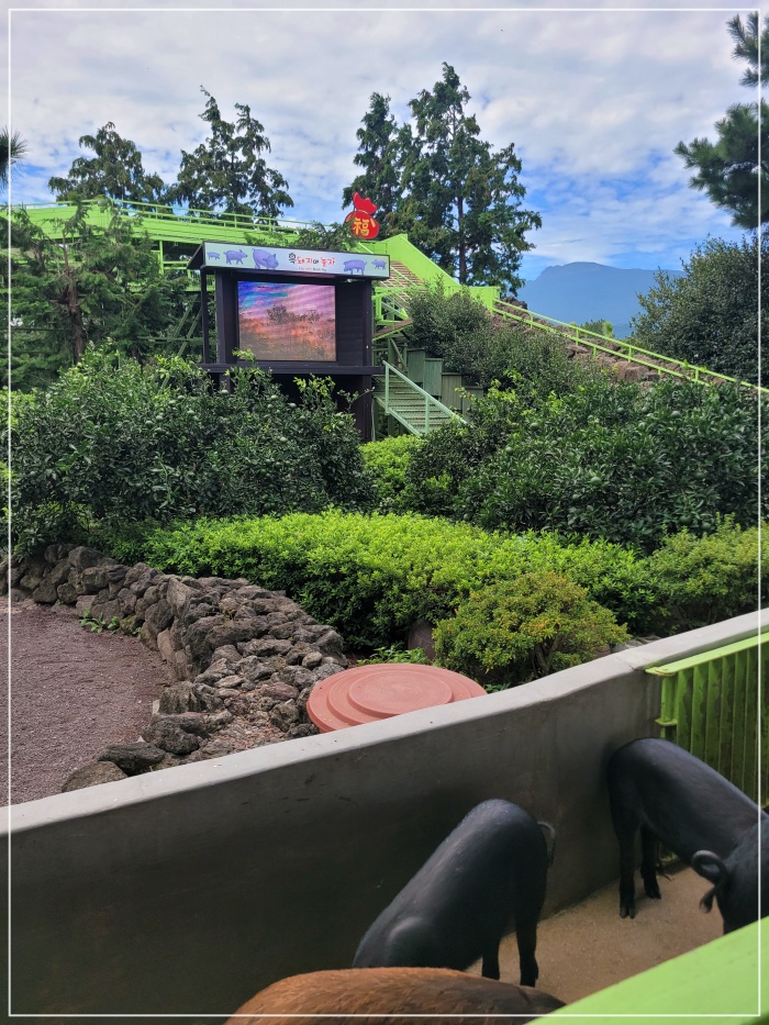 휴애리-풍경-돼지