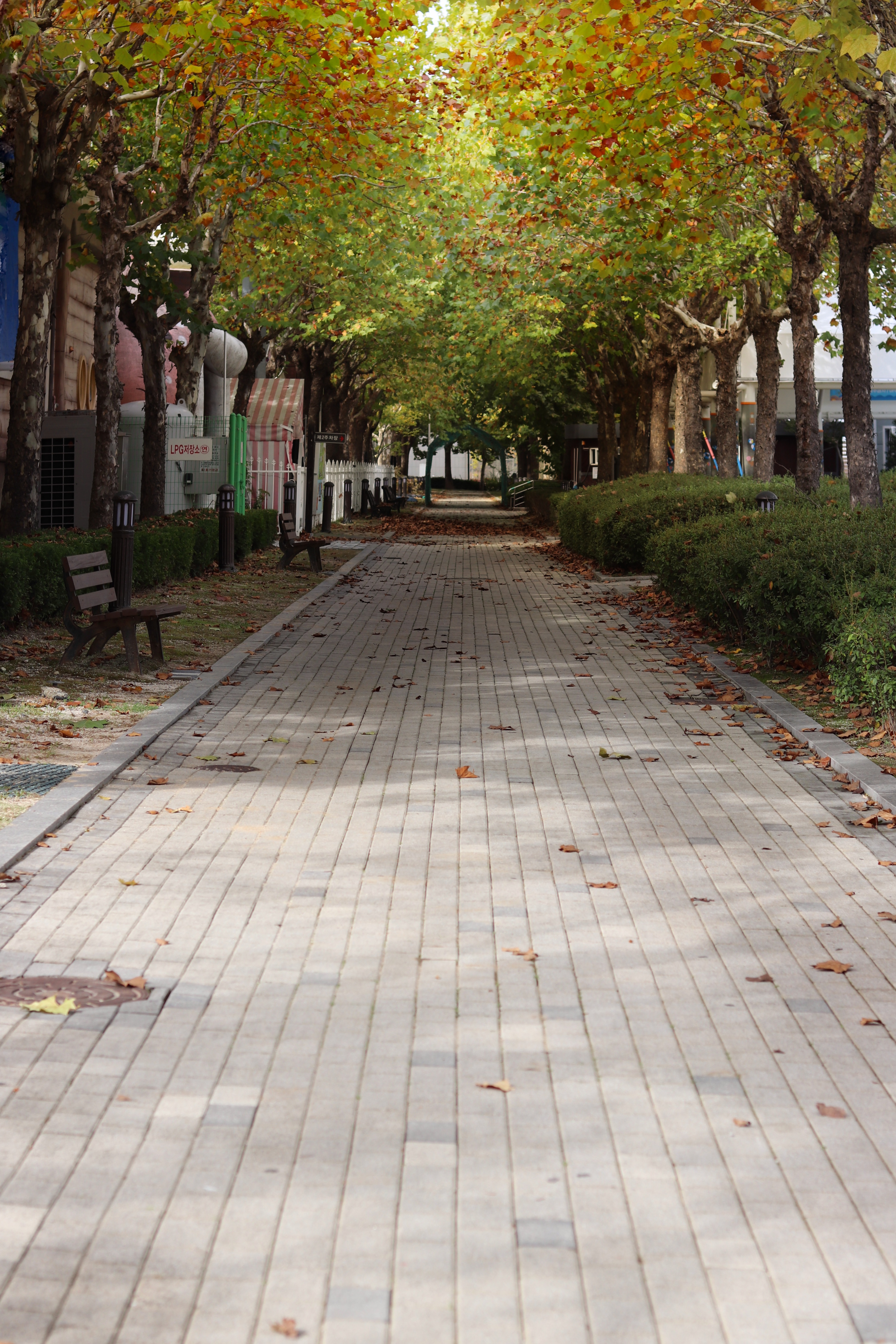 탄금대공원 가을 단풍 풍경