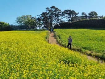 부안 수성당 유채꽃 히든스팟 개화시기_16