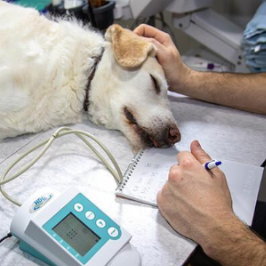토하고 병원 치료하는 강아지