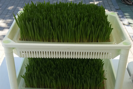 이단으로 키우는 새싹보리 재배 모습