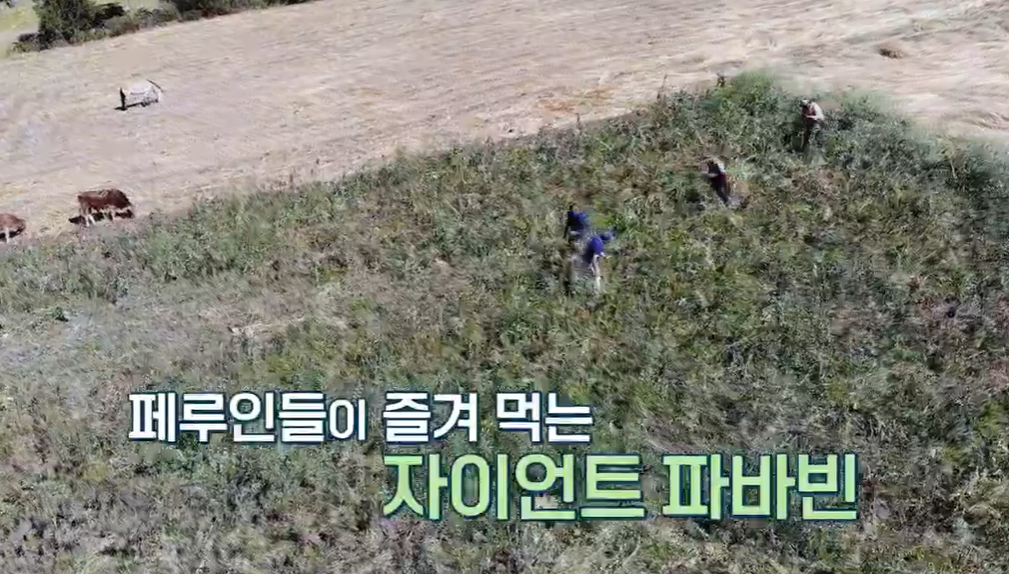 파바빈이란