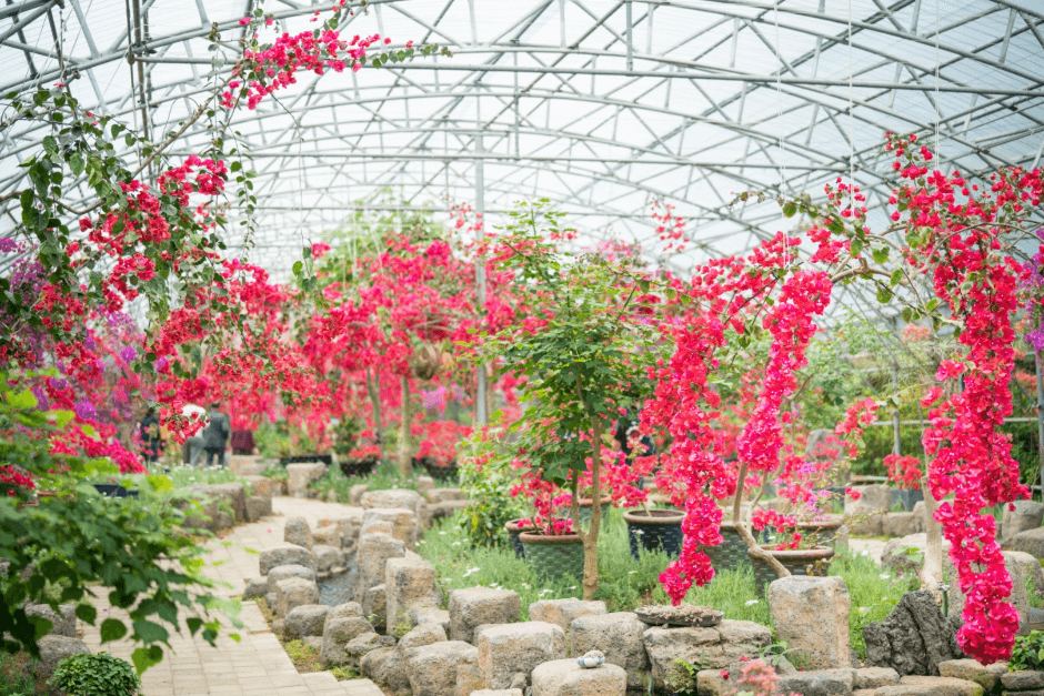 부겐빌레아 축제