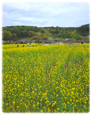 괴시리 전통마을