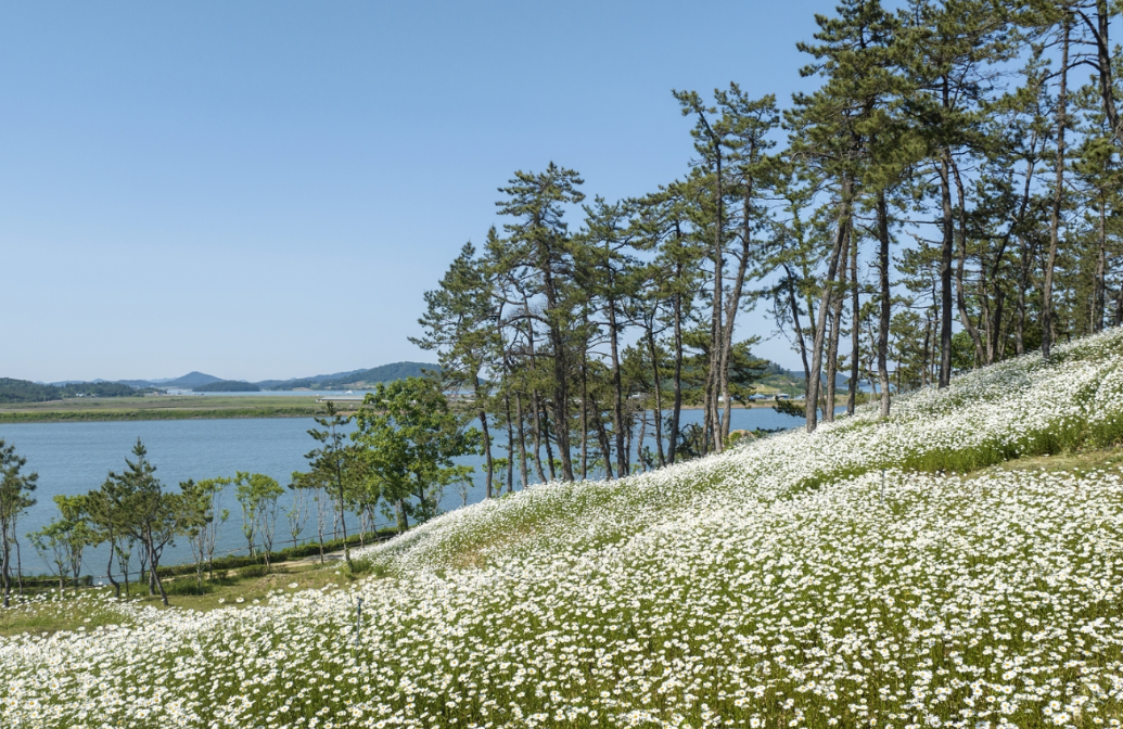 신안 장산도 샤스타데이지