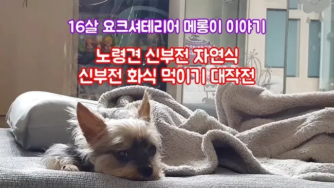 노령견 신부전2기 자연식 화식 레시피 건강식_1