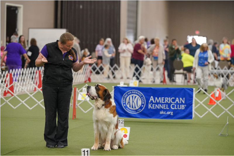 강아지 목욕 주기 (피부 건강, 보호막, 관리법)