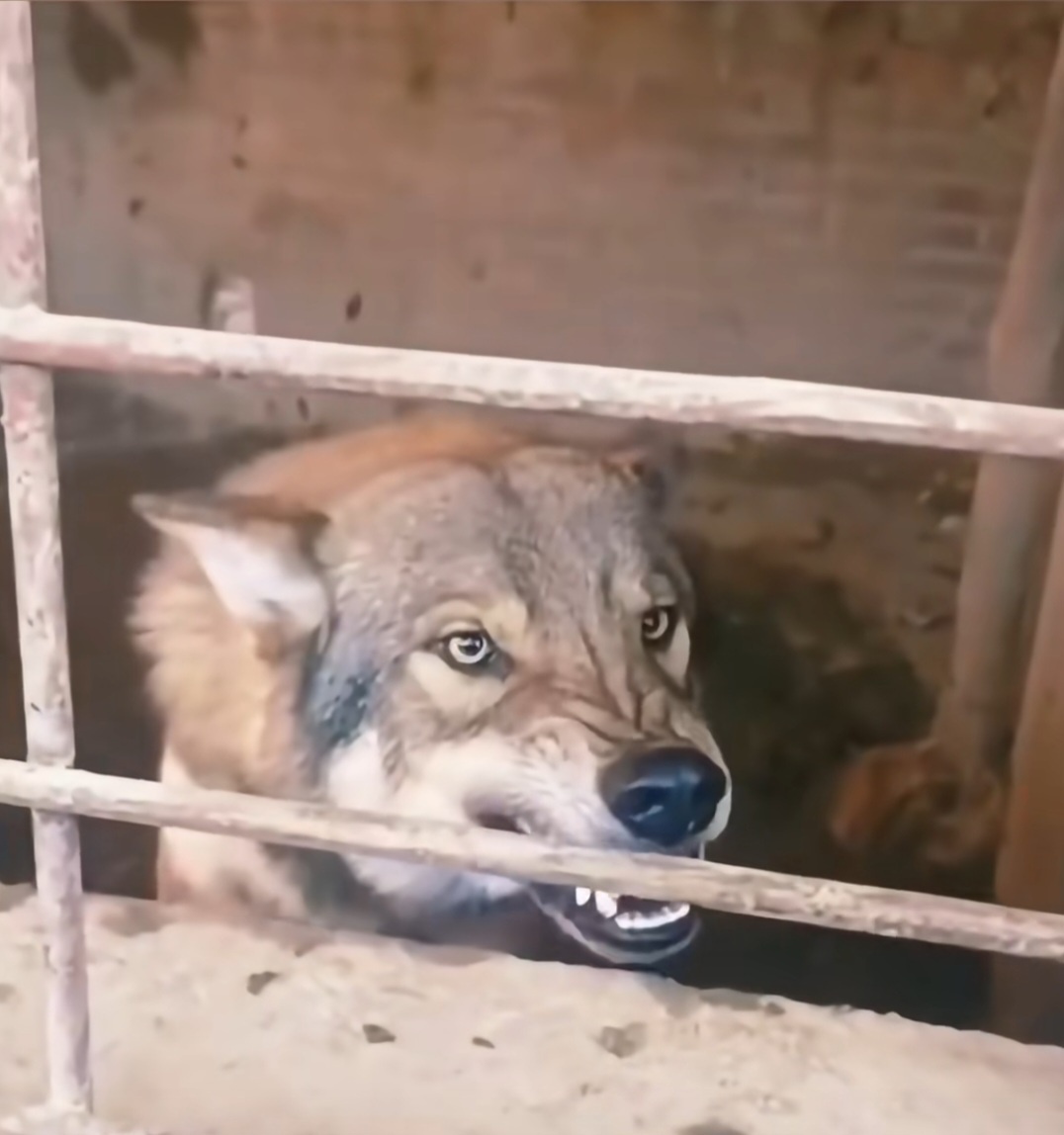 우리애같여으르렁거리는늑대사진
