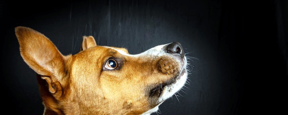 개싸움 말리는 방법 12