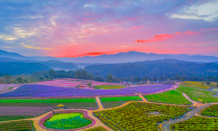 철원 고석정 꽃밭축제