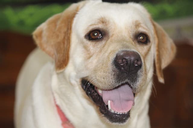 강아지 이갈이 시기 (시작 시점, 증상, 대처법)