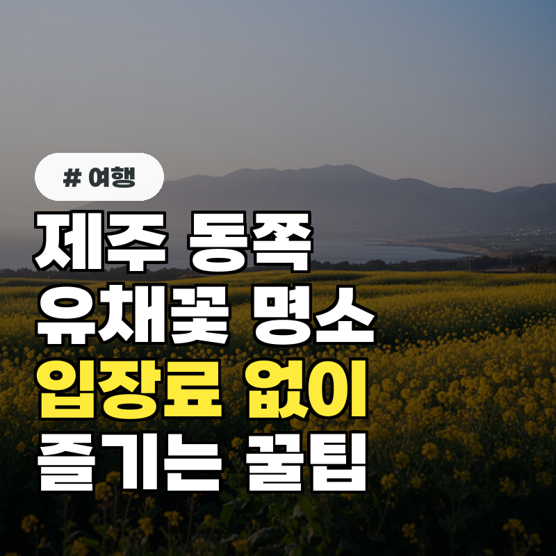 제주 동쪽 유채꽃 명소, 입장료 없이 즐기는 꿀팁 4가지