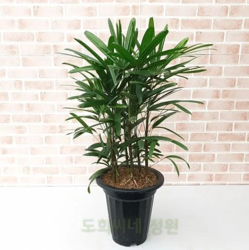 관음죽_도희씨네 정원