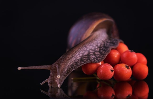 마가목 열매 먹는 법