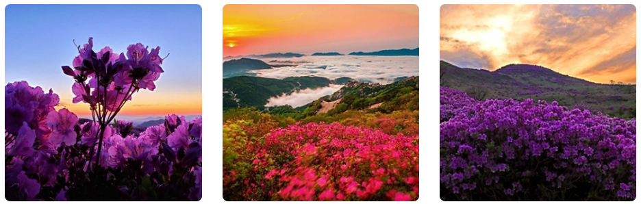 황매산 철쭉