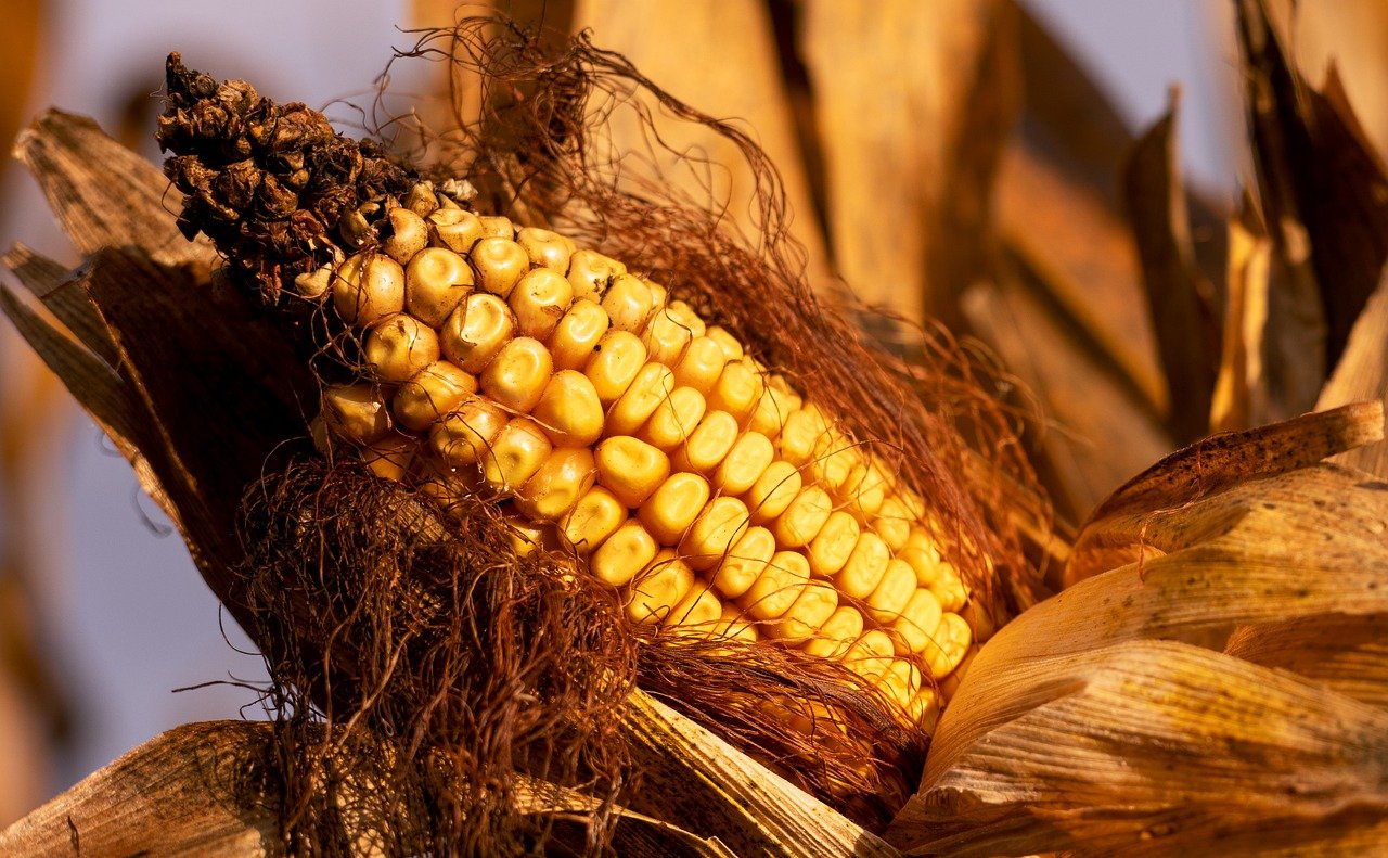 텃밭 장기 플랜 수립법 (계절순환, 작기계획, 자원관리)