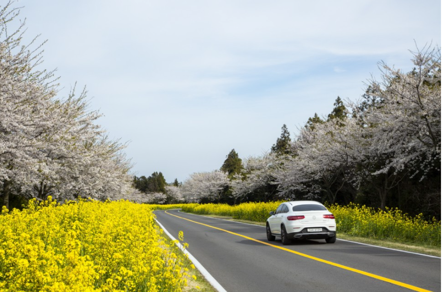 봄길 가는 차 찍은 사진