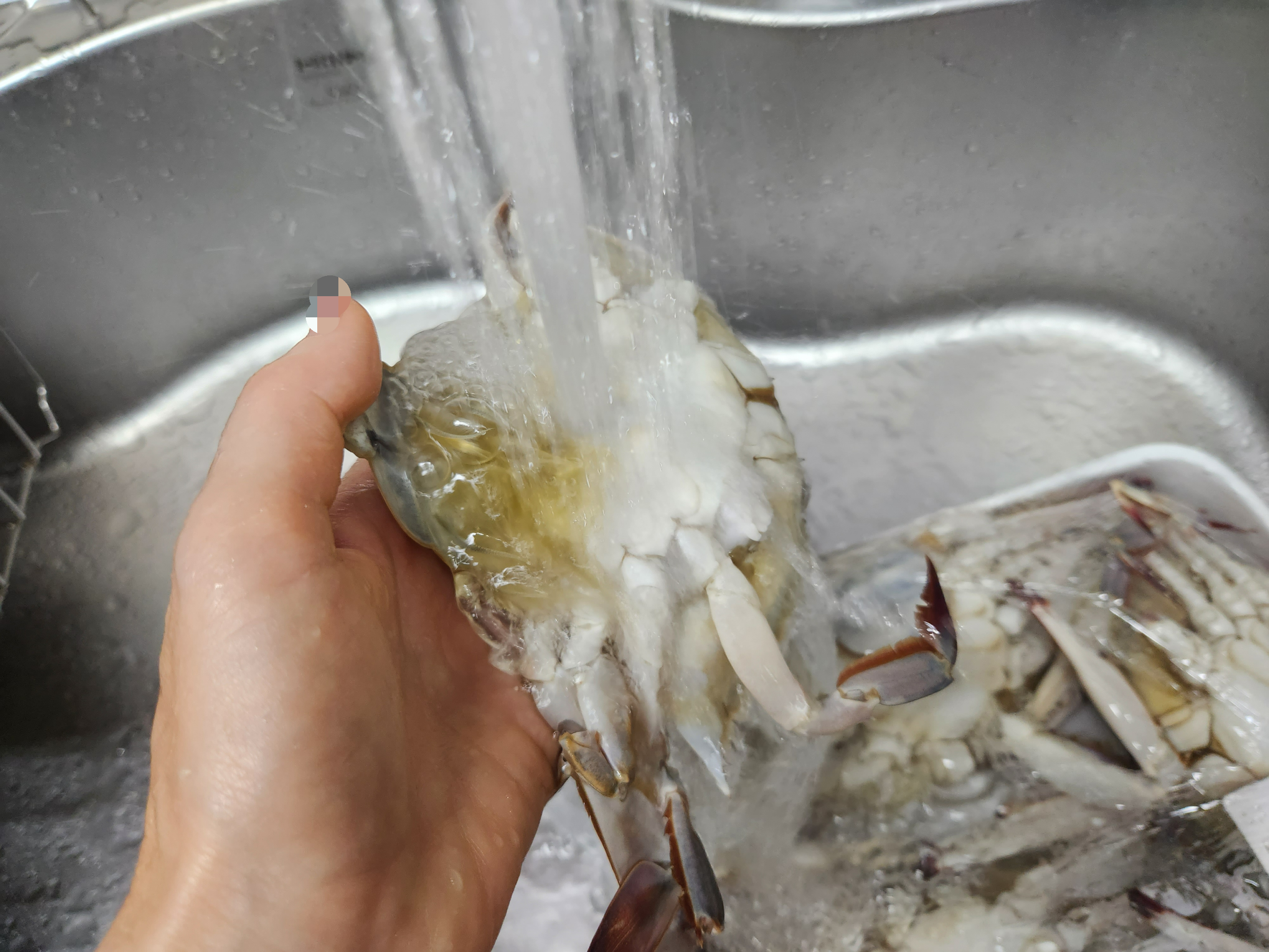 <꽃게 씻기와 손질>
• 흐르는 물에 칫솔사용하여 구석구석 닦아준다.