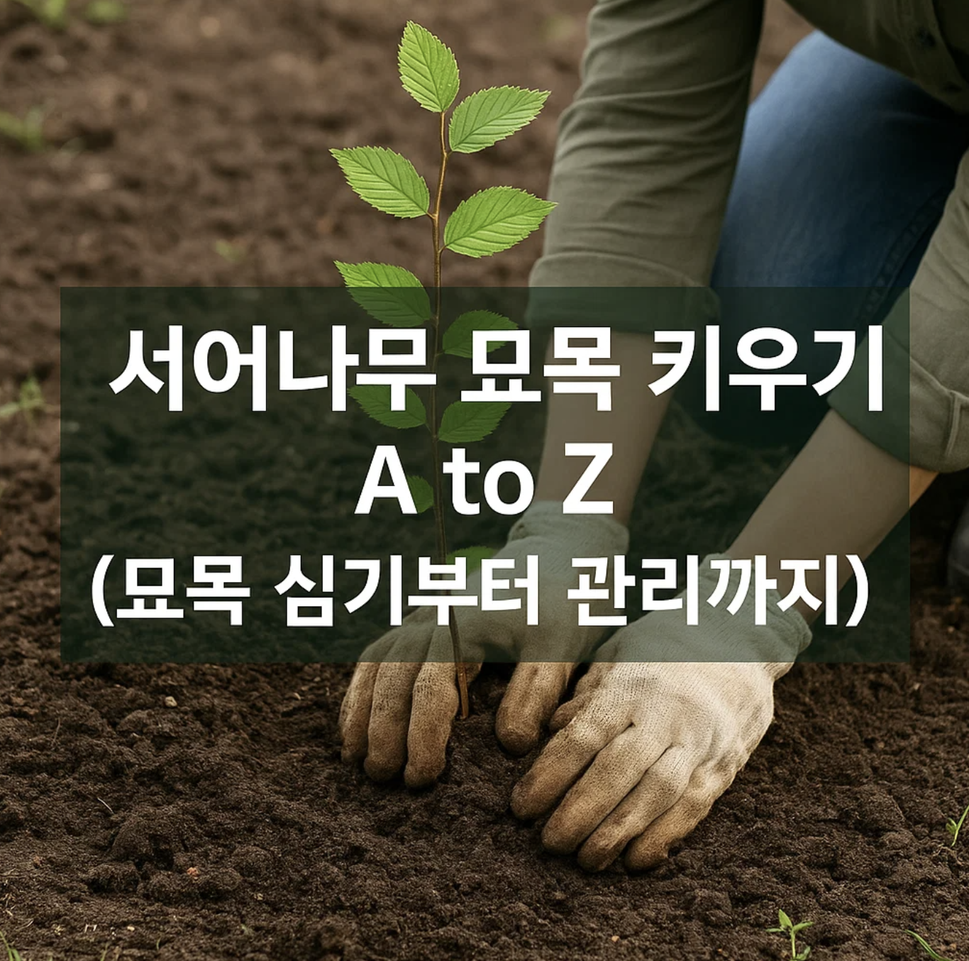 서어나무 묘목 키우기 A to Z (묘목 심기부터 관리까지)