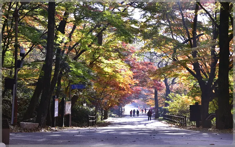 내장산 단풍_20