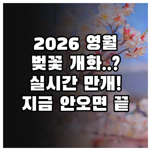 2026년 영월 벚꽃 개화 시기 및 ..