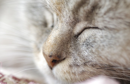 케어를 좋아하는 고양이.