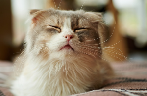 눈을 감고 있는 고양이