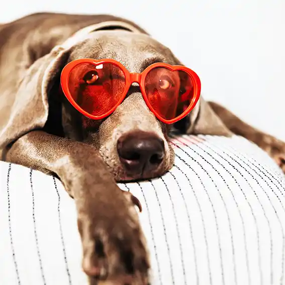 반려견 등록 대상 기준